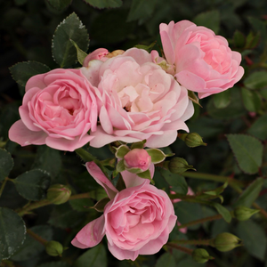 Roz pal - trandafir acoperitor